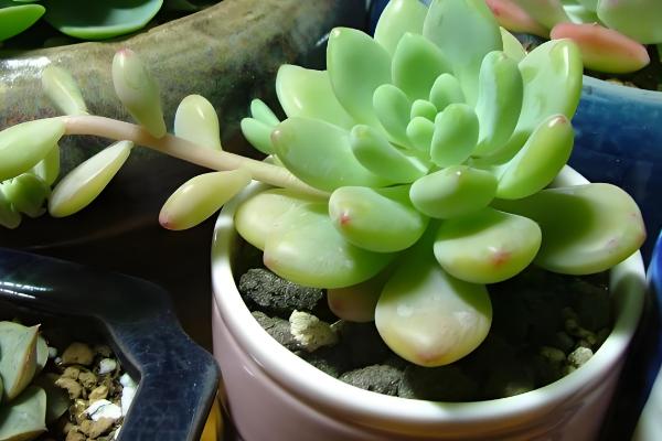 凝脂莲怎么养殖，可10天左右浇水一次