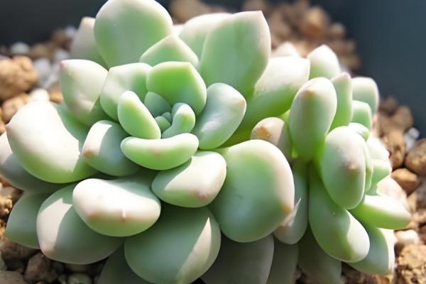 凝脂莲怎么养殖，可10天左右浇水一次