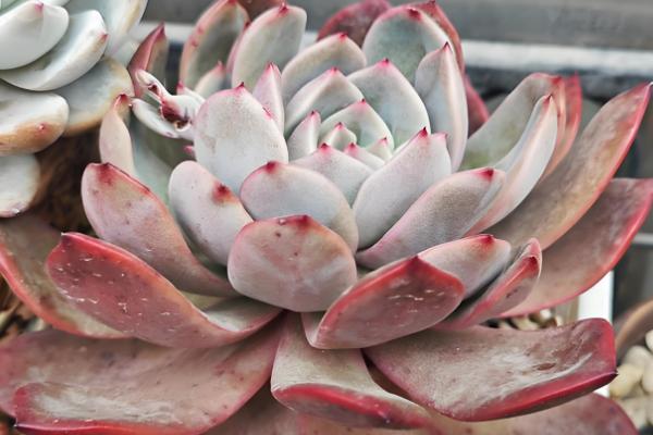 凝脂莲怎么养殖，可10天左右浇水一次