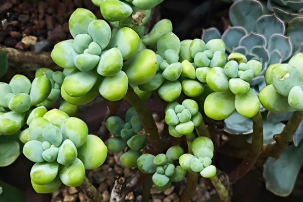 凝脂莲怎么养殖，可10天左右浇水一次