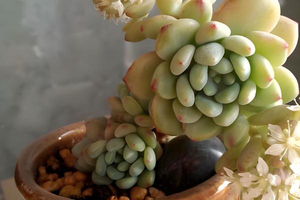 凝脂莲怎么养殖，可10天左右浇水一次