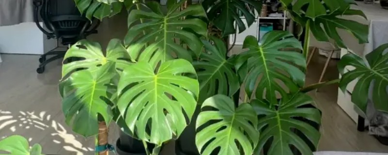 龟背竹叶子耷拉卷曲的原因，可能是长时间不换土所致