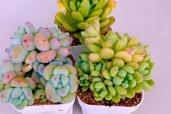 凝脂莲怎么养殖，可10天左右浇水一次