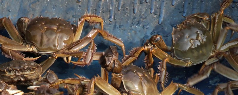 螃蟹哪些部位不能吃,蟹腮、蟹肠等器官都要去除