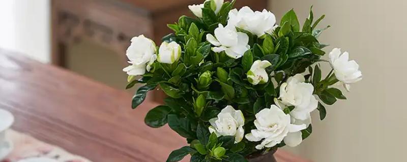 怎么移栽栀子花,移栽前3天不能浇水