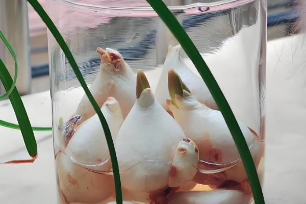 韭菜莲如何水培，建议选择透气的瓦盆水培