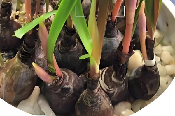 韭菜莲如何水培，建议选择透气的瓦盆水培