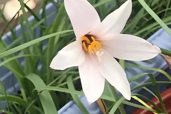 韭菜莲如何水培，建议选择透气的瓦盆水培