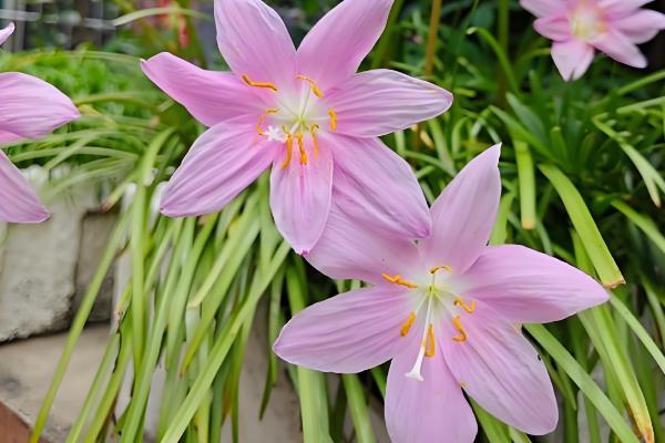 韭菜莲如何水培，建议选择透气的瓦盆水培