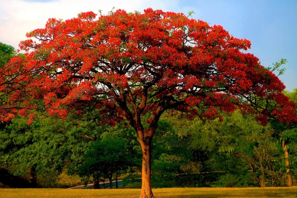 凤凰树适合种植在哪些地区,适合在福建、广西和广东等地种植