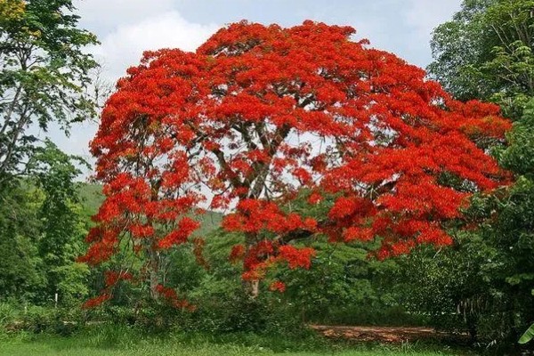 凤凰树适合种植在哪些地区,适合在福建、广西和广东等地种植