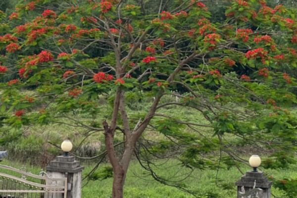 凤凰树适合种植在哪些地区,适合在福建、广西和广东等地种植