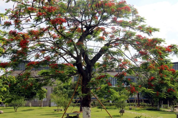 凤凰树适合种植在哪些地区,适合在福建、广西和广东等地种植