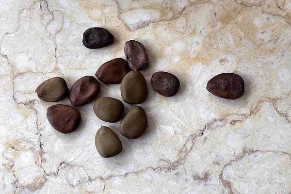 凤凰树适合种植在哪些地区,适合在福建、广西和广东等地种植