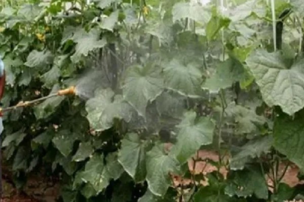 黄瓜叶子长白霜怎么处理，喷施嘧菌酯或醚菌酯进行预防