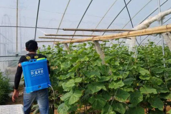 黄瓜叶子长白霜怎么处理，喷施嘧菌酯或醚菌酯进行预防