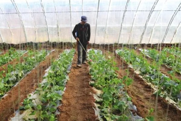 黄瓜叶子长白霜怎么处理，喷施嘧菌酯或醚菌酯进行预防