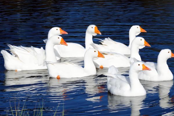 鹅能在水里过夜吗，成年鹅可以在水里过夜