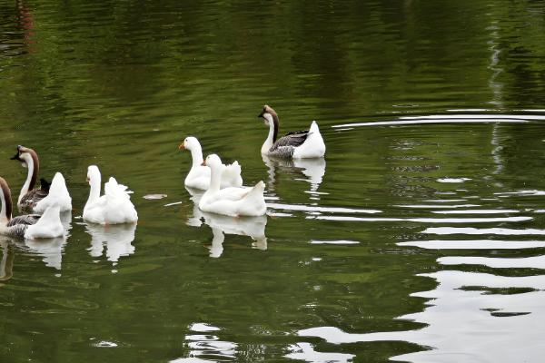 鹅能在水里过夜吗，成年鹅可以在水里过夜
