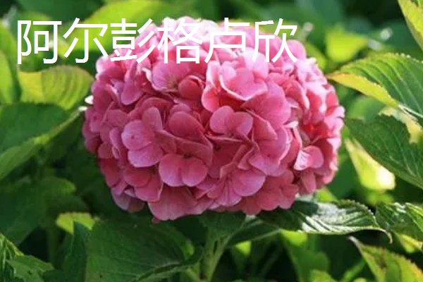 绣球花的常见品种,常见的有红帽、恩齐安多姆等