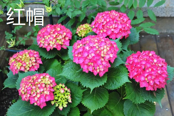 绣球花的常见品种,常见的有红帽、恩齐安多姆等