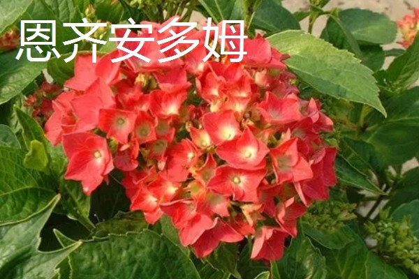 绣球花的常见品种,常见的有红帽、恩齐安多姆等