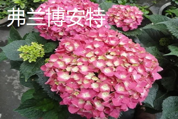 绣球花的常见品种,常见的有红帽、恩齐安多姆等