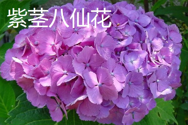 绣球花的常见品种,常见的有红帽、恩齐安多姆等