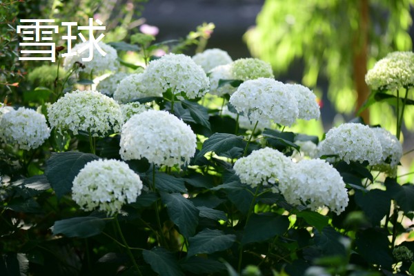 绣球花的常见品种,常见的有红帽、恩齐安多姆等