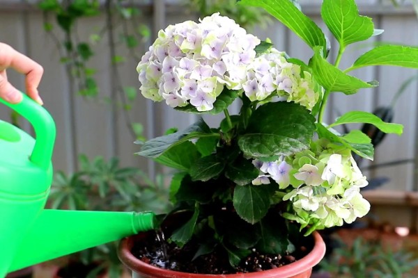 绣球花的常见品种,常见的有红帽、恩齐安多姆等