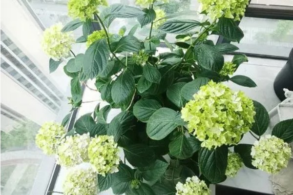 绣球花的常见品种,常见的有红帽、恩齐安多姆等