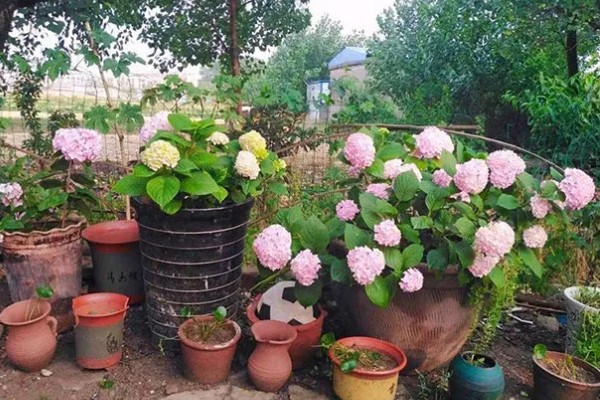 绣球花的常见品种,常见的有红帽、恩齐安多姆等