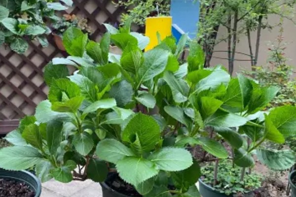 绣球花的常见品种,常见的有红帽、恩齐安多姆等