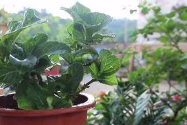 绣球花的常见品种,常见的有红帽、恩齐安多姆等