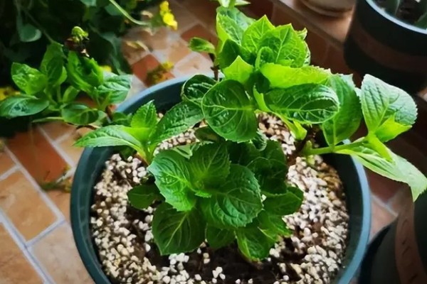 绣球花的常见品种,常见的有红帽、恩齐安多姆等