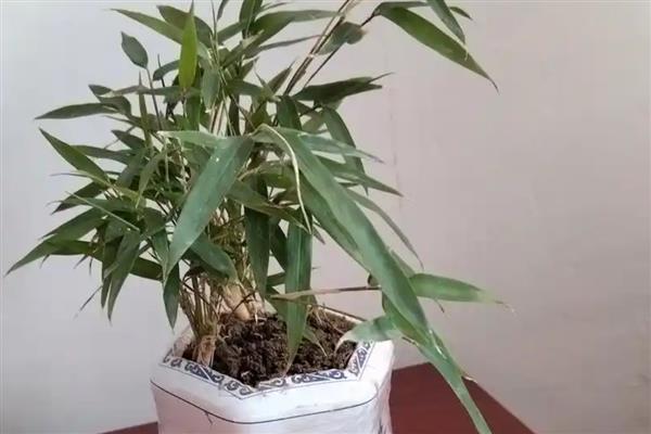 竹子叶子发黄如何补救,可将它搬移到散光下养护