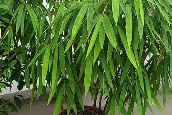 竹子叶子发黄如何补救,可将它搬移到散光下养护