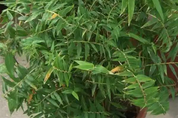 竹子叶子发黄如何补救,可将它搬移到散光下养护