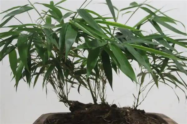 竹子叶子发黄如何补救,可将它搬移到散光下养护