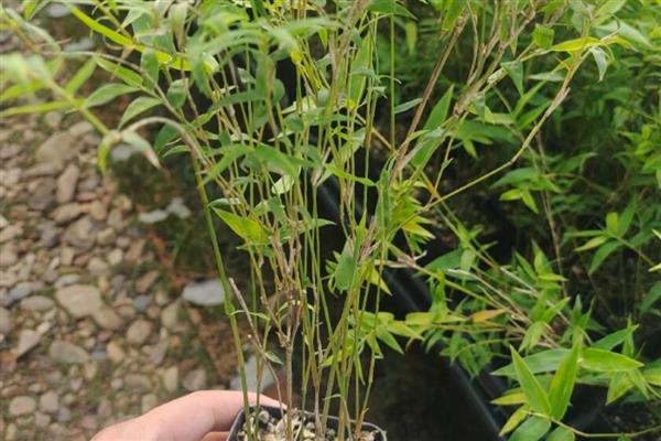 竹子叶子发黄如何补救,可将它搬移到散光下养护