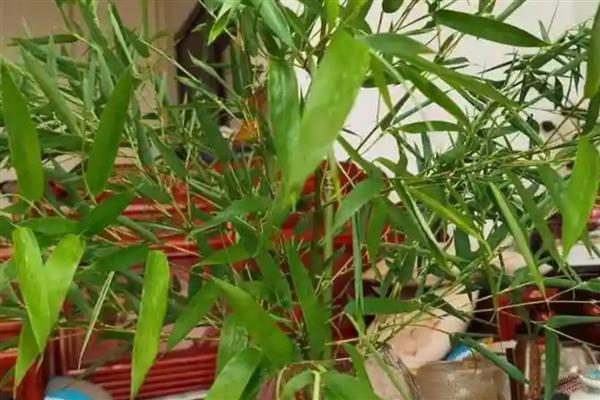 竹子叶子发黄如何补救,可将它搬移到散光下养护