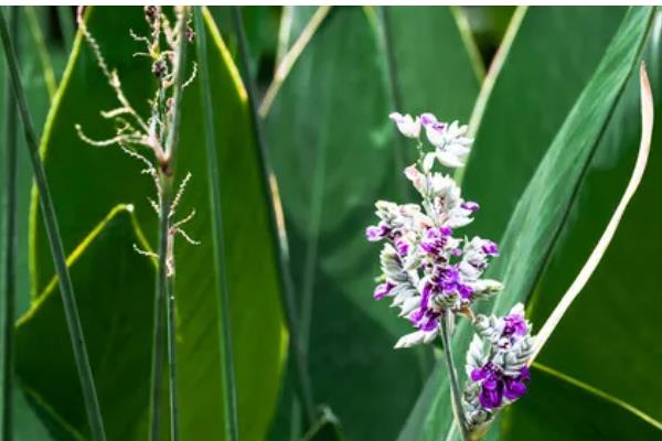 再力花是哪种植物,是竹芋科植物
