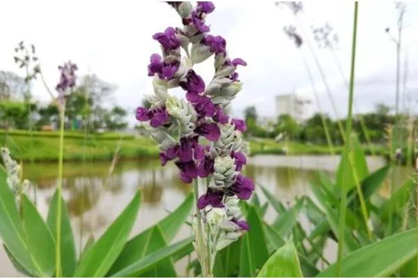 再力花是哪种植物,是竹芋科植物