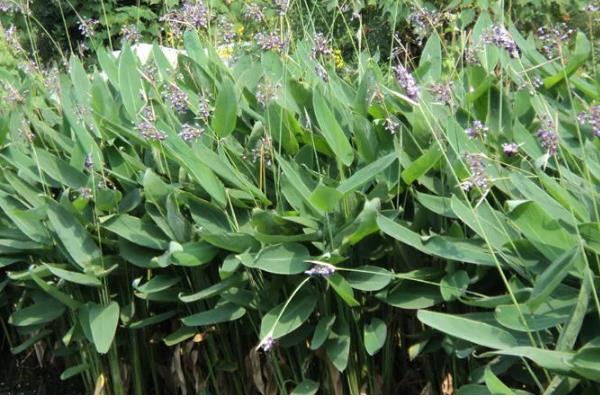 再力花是哪种植物,是竹芋科植物
