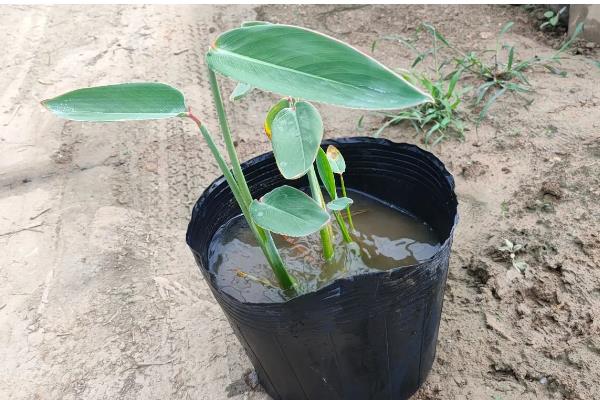 再力花是哪种植物,是竹芋科植物