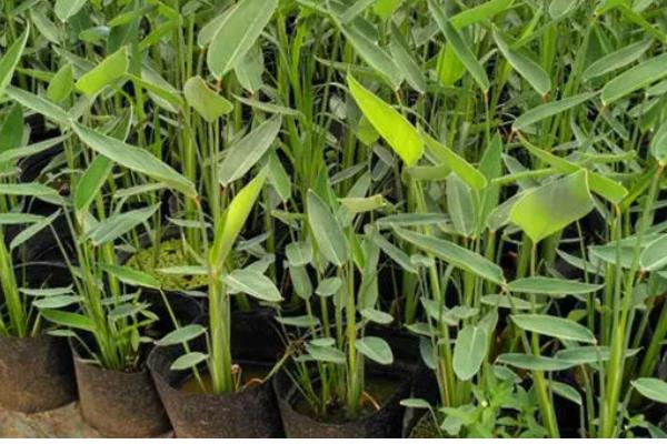 再力花是哪种植物,是竹芋科植物