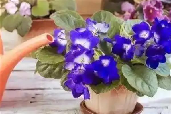 非洲紫罗兰的浇水方法，夏季多浇秋冬季节少浇