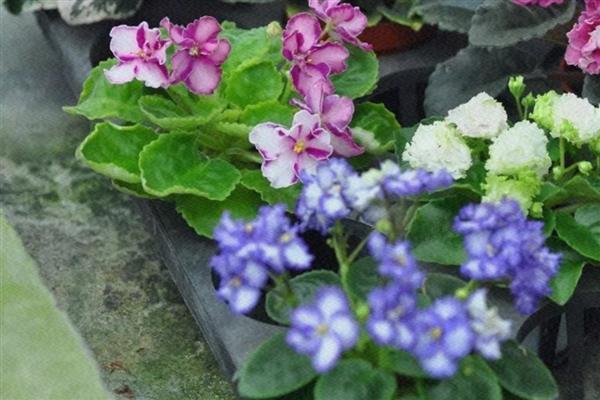 非洲紫罗兰的浇水方法，夏季多浇秋冬季节少浇
