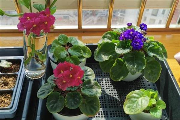 非洲紫罗兰的浇水方法，夏季多浇秋冬季节少浇