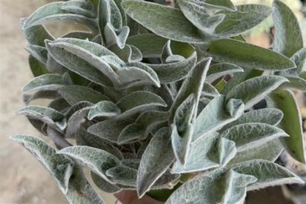 怎么繁殖白雪姬,可播种和分株繁殖